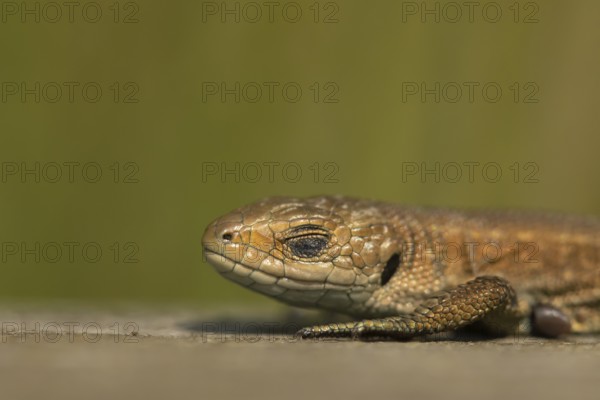 Common lizard (Zootoca vivipara) adult reptile sleeping on a wooden sleeper, England, United Kingdom