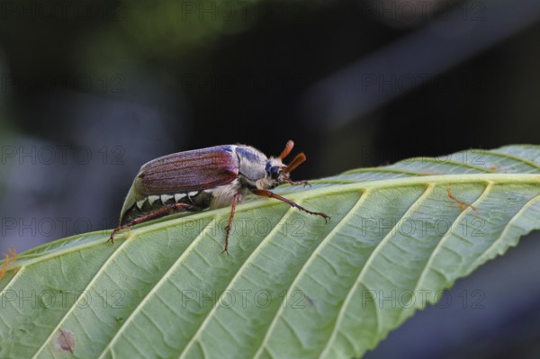 May beetle, wood cockchafer (Melolontha hippocastani), male, on leaf of a horse chestnut (Aesculus hippocastanum), close-up, Wilnsdorf, North Rhine-Westphalia, Germany