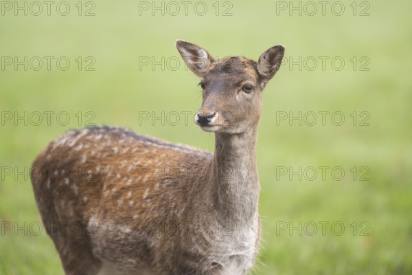 European fallow deer (dama dama) doe standing on a meadow in autumn, portrait, Bavaria, Germany