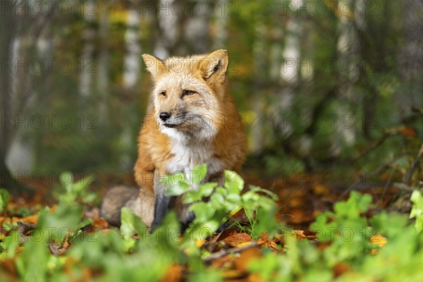 Red fox (Vulpes vulpes) standing in a forest in autumn, Bavaria, Germany
