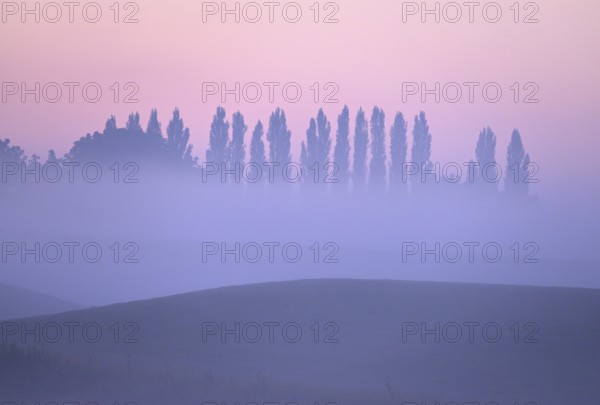 Landscape with deciduous trees at dawn and ground fog, Lower Rhine, North Rhine-Westphalia, Germany