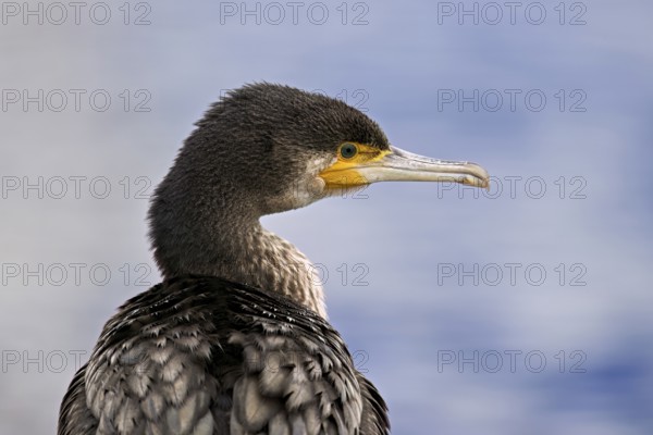 Cormorant (Phalacrocorax carbo), Switzerland