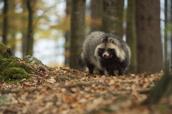 Food opportunist... Raccoon dog (Nyctereutes procyonoides), highly adaptable carnivore, omnivore with a broad food spectrum, predominantly herbivore, spreading in Germany and almost all of Europe, original home East Asia, newcomer, immigrant species, presumably captive escapee from fur farming, neozoon, neozoan, potentially invasive species, Germany, Western Europe, Western Europe