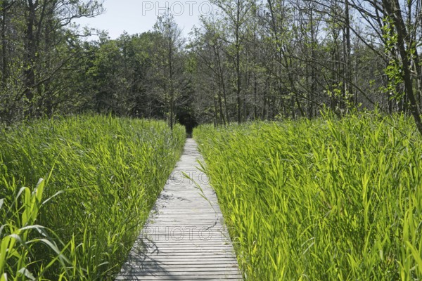 Trees, reeds, hiking trail, footbridge, Darßer Ort, Born a. Darß, National Park Vorpommersche Boddenlandschaft, Mecklenburg-Vorpommern, Germany