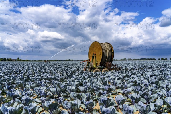Agriculture, artificial irrigation of a field, irrigation system, cabbage cultivation, red cabbage, near Kempen on the Lower Rhine, North Rhine-Westphalia, Germany