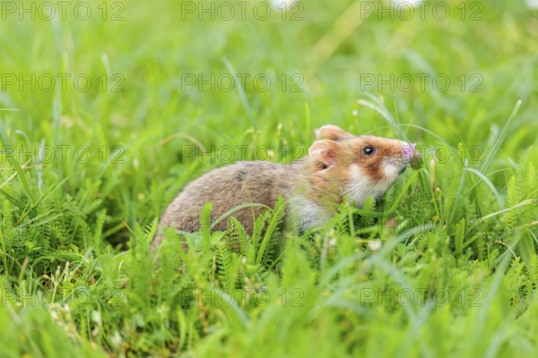 A European hamster (Cricetus cricetus) collects herbs, grass and daisies in a fresh green meadow