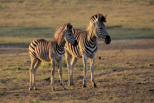 Burchell's zebra (Equus quagga burchelli), Burchell's zebra, adult, half-grown juvenile, two animals, Kruger, Kruger National Park, South Africa