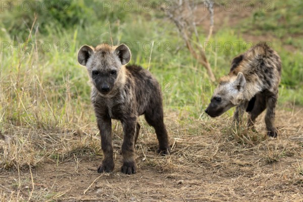 Spotted hyena (Crocuta crocuta), spotted hyena, cubs, two, siblings, alert, curious, together, Kruger, Kruger National Park, South Africa