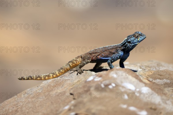 Southern rock agama (Agama atra), adult, male, on ground, rocks, foraging, Kruger, Kruger National Park, South Africa