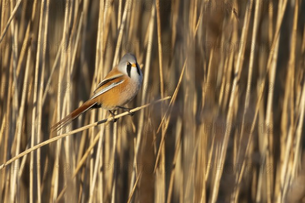 Bearded tit or reedling (Panurus biarmicus) adult male bird in a reedbed, Norfolk, England, United Kingdom