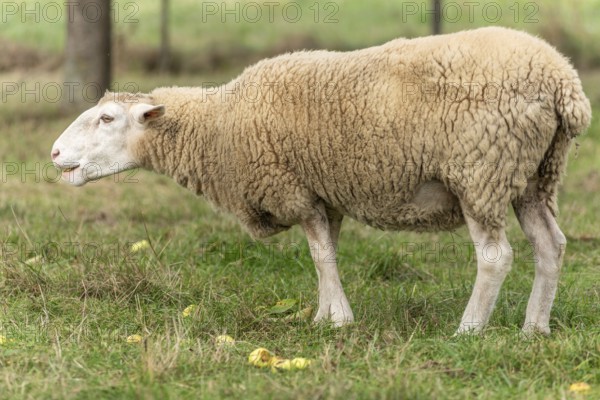Het schaap staat op groen gras met gevallen appels. The roof is beige and white, with a white kale head. De omgeving is een landschap met bomen. Bas Rhin, Alsace, France