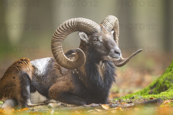 European mouflon (Ovis aries musimon) ram (male) lying in a forest in autumn, Bavaria, Germany
