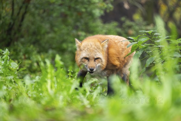 Red fox (Vulpes vulpes) walking in a forest in autumn, Bavaria, Germany