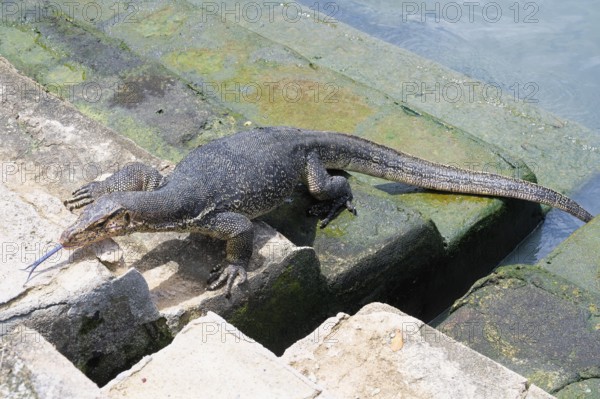 Asian Water Monitor (Varanus salvator) coming out of the water and climbing dock steps, Malacca, Malaysia