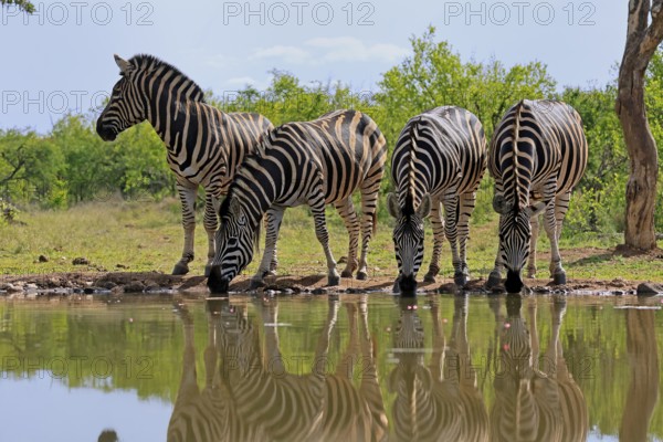 Burchell's zebra (Equus quagga burchelli), Burchell's zebra, adult, group, at water, waterhole, drinking, Kruger, Kruger National Park, South Africa