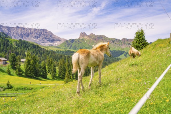 Foal grazing on a green meadow in front of picturesque mountains under a blue sky, hike to the Schlehrn, Alpe di Siusi, Dolomites, South Tyrol, Italy