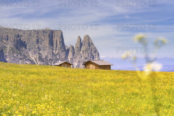 Wide flower meadow with view of imposing mountain scenery and two huts in the foreground, Schlehrn hike, Alpe di Siusi, Dolomites, South Tyrol, Italy