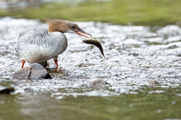 Common merganser (mergus merganser), Female catching a fish, La Mauricie national park. Province of Quebec, Canada