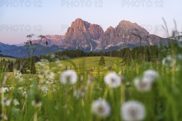 Meadow with flowers in the foreground and mountains in the background at sunset, hike to the Schlehrn, Alpe di Siusi, Dolomites, South Tyrol, Italy