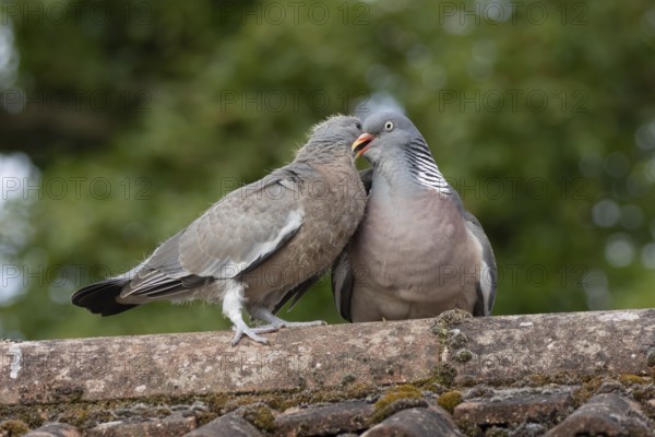Wood pigeon (Columba palumbus) two birds with a juvenile squab bird being fed by an adult parent bird on an urban house rooftop, England, United Kingdom