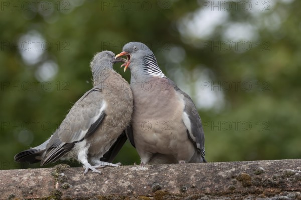 Wood pigeon (Columba palumbus) two birds with a juvenile squab bird being fed by an adult parent bird on an urban house rooftop, England, United Kingdom