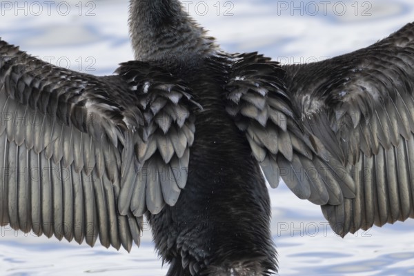 Great cormorant (Phalacrocorax carbo) adult bird drying its wings on a tree branch, Norfolk, England, United Kingdom