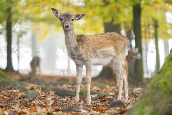 European fallow deer (dama dama) fawn standing in a forest on a foggy day in autumn, Bavaria, Germany