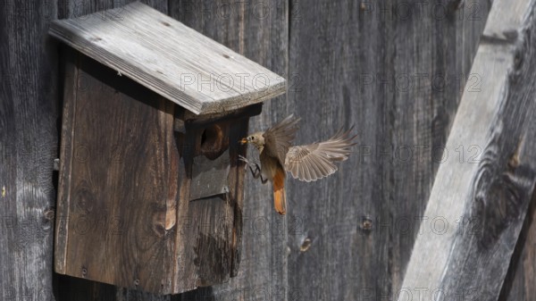 A redstart (Phoenicurus phoenicurus) female landing on a birdhouse, animal photo, bird, bird species, nature photo, wildlife, fauna, Morter, Latsch, Italy