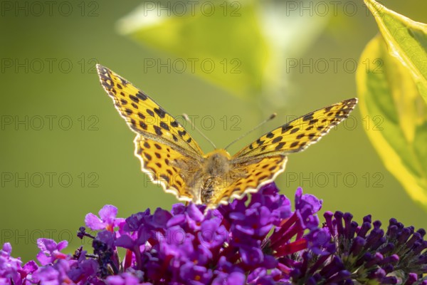 Small pearl-bordered fritillary (Issoria lathonia) on lilac (Buddleja davidii), Ternitz, Lower Austria, Austria