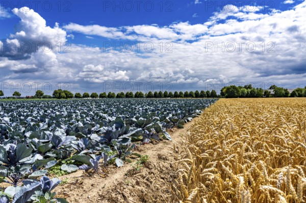 Agriculture, fields, wheat on the right, cabbage cultivation on the left, red cabbage, near Kempen on the Lower Rhine, North Rhine-Westphalia, Germany