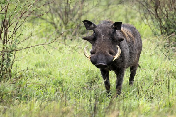 Warthog (Phacochoerus africanus), adult, male, foraging, alert, Kruger, Kruger National Park, South Africa