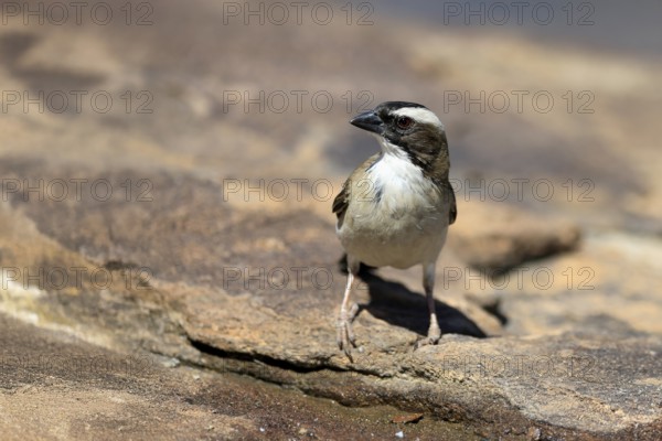 White-browed Weaver (Plocepasser mahali), adult male, on the ground, alert, Mountain Zebra National Park, Eastern Cape, South Africa
