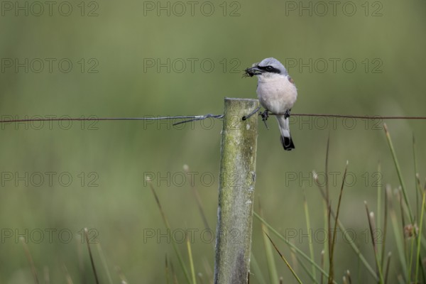Red-backed shrike (Lanius collurio), Emsland, Lower Saxony, Germany
