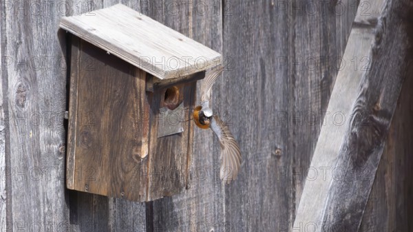 A redstart (Phoenicurus phoenicurus) male takes off from the entrance of a birdhouse, animal photo, bird, bird species, nature photo, wildlife, fauna, Morter, Latsch, Italy