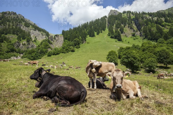 Cattle on the hiking trail in Dietersbachtal between Gerstruben and Dietersbachalpe, near Oberstdorf, Allgäu Alps, Oberallgäu, Allgäu, Bavaria, Germany