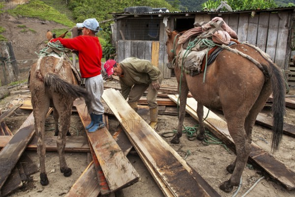 Draft horses and man, Man unloading a draft horse loaded with planks, Imbabura province, Ecuador, South America