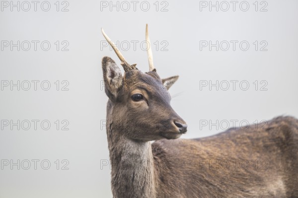 European fallow deer (dama dama) buck in autumn, portrait, Bavaria, Germany