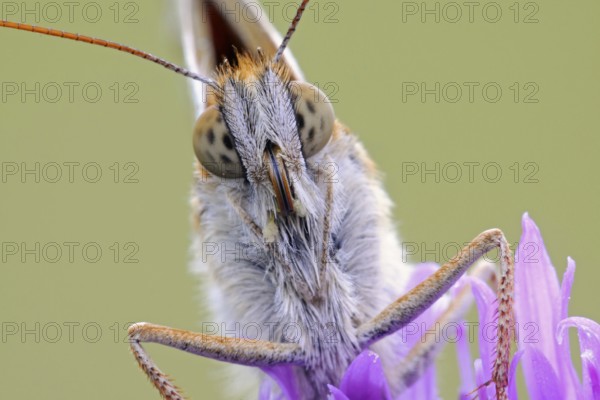 Dark Green Fritillary (Argynnis aglaja), detailed close-up, feeding, nibbling on the nectar of a wildflower, field widow flower (Knautia arvensis), close-up, funny picture, wildlife, native nature, Eifel, North Rhine-Westphalia, Germany, Western Europe