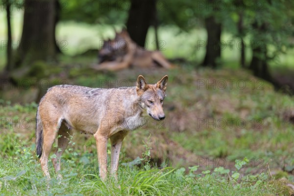 A female gray wolf (Canis lupus lupus) stands at the edge of the forest on a cloudy day. Some other wolves resting behind her in the forest