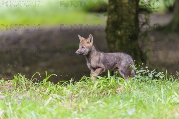 A gray wolf pup (Canis lupus lupus) stands on a small hill at the edge of the forest and observes the other members of the pack