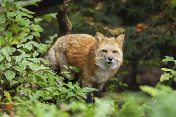 Red fox (Vulpes vulpes) standing in a forest in autumn, Bavaria, Germany