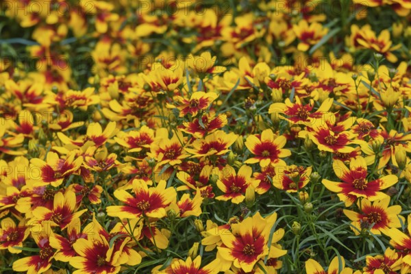 Girl's eyes (Coreopsis), North Rhine-Westphalia, Germany