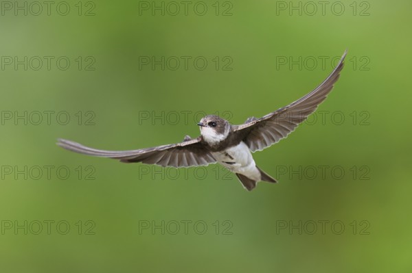 Sand martin (Riparia riparia), in flight, Reussegg nature reserve, Canton Aargau, Switzerland