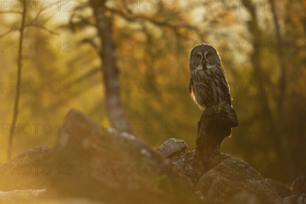 The day awakens... Bearded owl (Strix nebulosa) in the glaring backlight early in the morning in a scree field at sunrise, owl species native to Scandinavia, widespread in Finland and Norway, native nature, Northern Europe