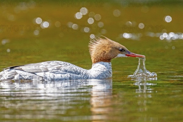 Common merganser (mergus merganser), Female drinking in a lake, La Mauricie national park. Province of Quebec, Canada