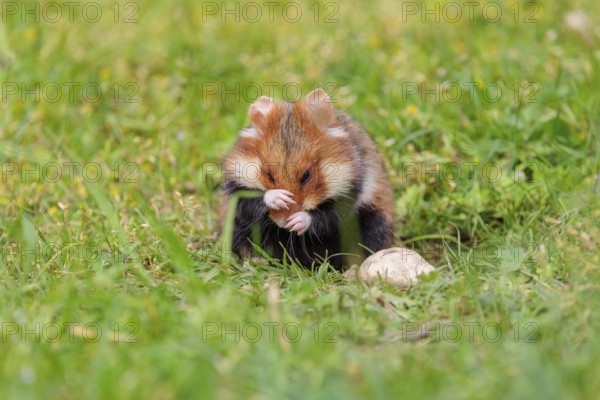 A European hamster (Cricetus cricetus) cleans its snout in a green meadow on a cloudy day