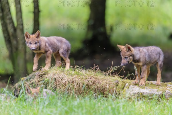 Four gray wolf pups (Canis lupus lupus) stand on, or next to a rock on a small hill at the edge of the forest and observe the other members of the pack