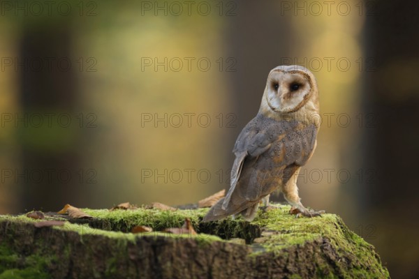 Beautiful... Barn owl (Tyto alba), one of the most beautiful and best known owls native to Europe, sitting on a tree stump in the forest, turning its head, looking around, photograph of an owl in autumn, wildlife, native nature, Rhineland, Lower Rhine, North Rhine-Westphalia, Germany, Western Europe