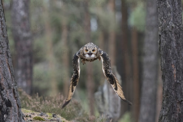 Flying through the forest... Bengal Eagle Owl (Bubo bengalensis), also known as Indian Eagle Owl in flight, flies directly at the camera, frontal shot, intense eye contact, dynamic, expressive image, capitve