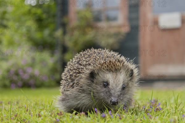 European hedgehog (Erinaceus europaeus) adult animal on an urban garden grass lawn with a wooden shed in the background, England, United Kingdom